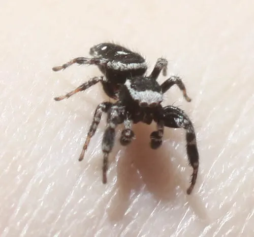 Dendryphantes nigromaculatus - photo 2