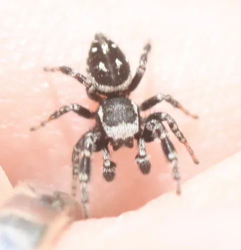 Dendryphantes nigromaculatus - photo 4