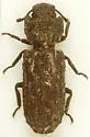 Denophoelus nosodermoides