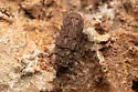 Denophoelus nosodermoides - photo 3