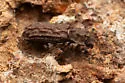 Denophoelus nosodermoides - photo 4