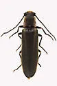 Denticollis denticornis