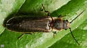 Denticollis denticornis - photo 4