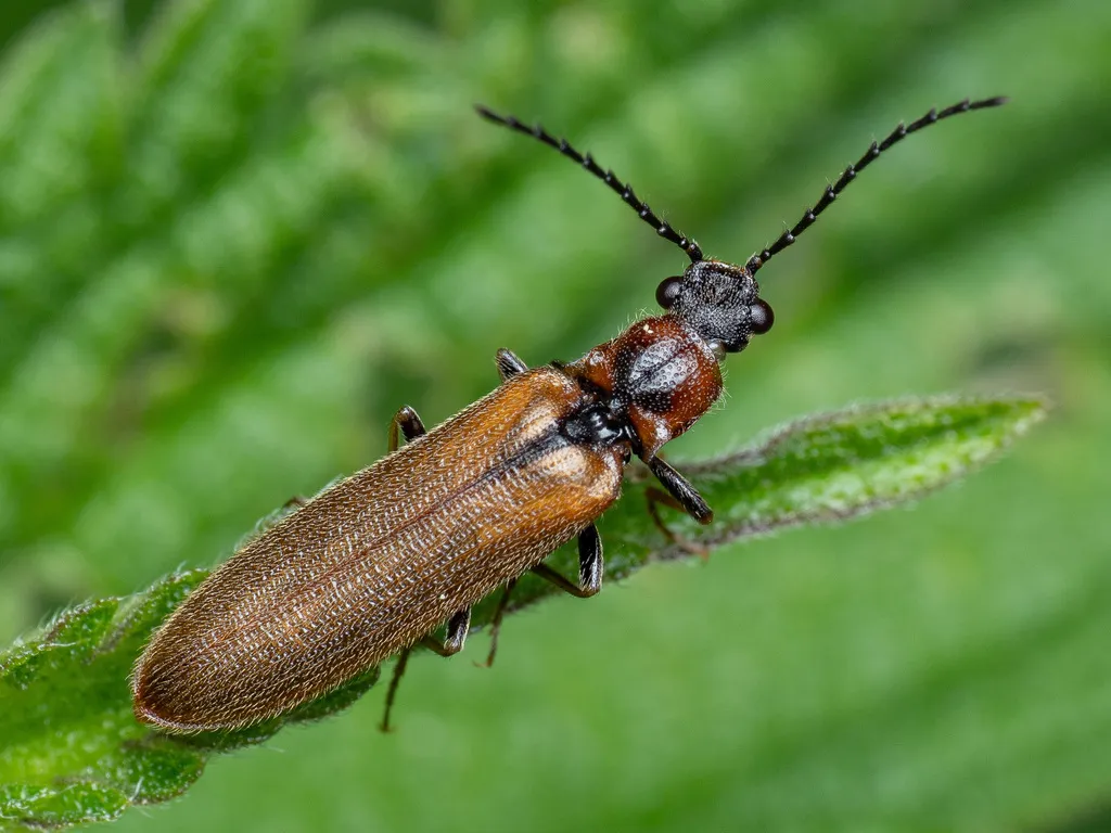 Denticollis linearis - photo 2