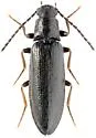 Denticollis varians