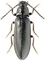 Denticollis varians - photo 2