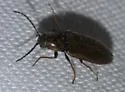 Denticollis varians - photo 3