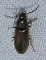 Denticollis varians - photo 5