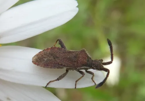 Denticulate Leatherbug