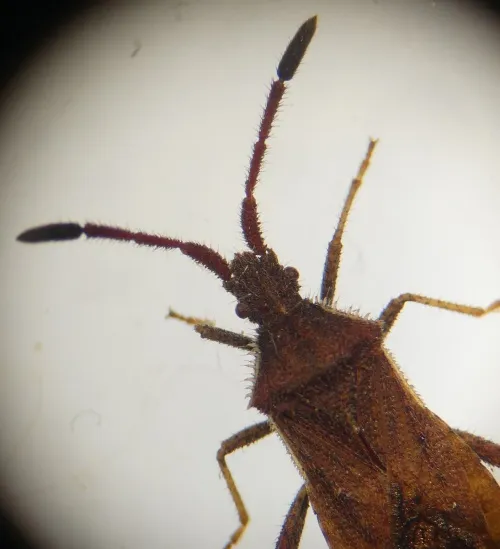 Denticulate Leatherbug - photo 2