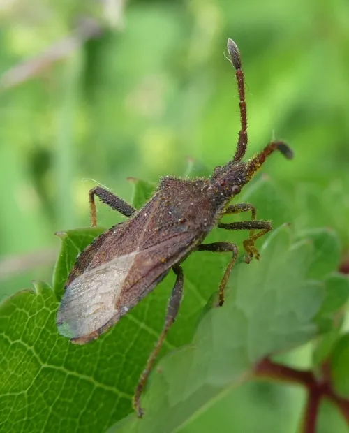 Denticulate Leatherbug - photo 3