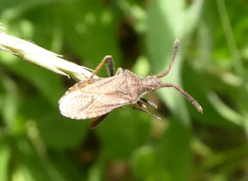 Denticulate Leatherbug - photo 4