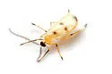Dentifibula viburni - Dentifibula viburni
