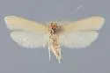 Deoclona yuccasella - Hodges#2311