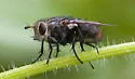 Deopalpus contiguus