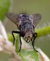Deopalpus contiguus - photo 2