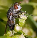 Deopalpus hirsutus - photo 2