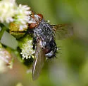 Deopalpus hirsutus - photo 3