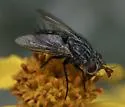 Deopalpus parksi