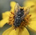Deopalpus parksi - photo 2
