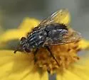 Deopalpus parksi - photo 3