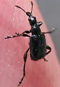 Deporaus glastinus