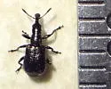 Deporaus glastinus - photo 3
