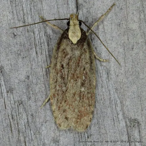 Depressaria alienella - Hodges#0926