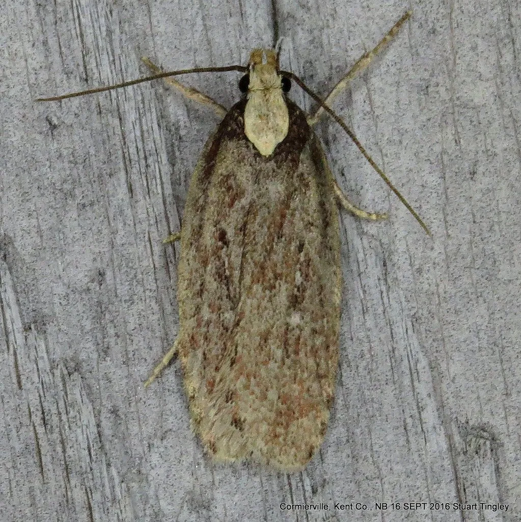 Depressaria alienella - Hodges#0926 - photo 2