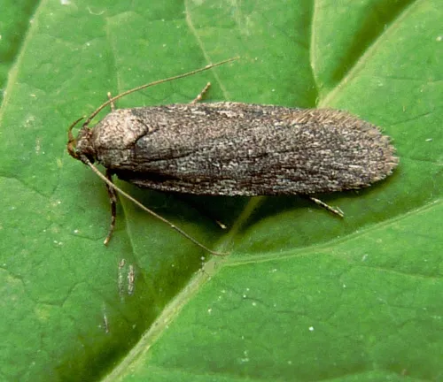 Depressaria badiella