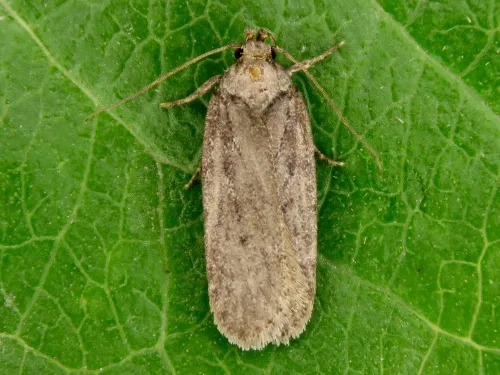 Depressaria badiella - photo 2
