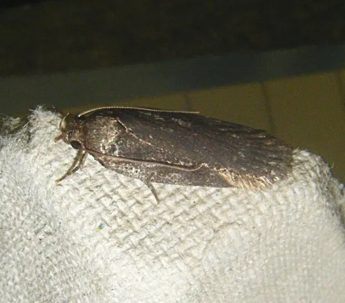 Depressaria badiella - photo 3