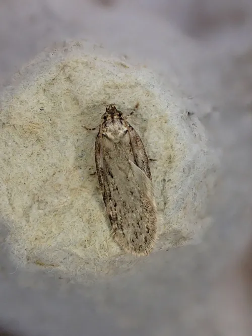 Depressaria chaerophylli