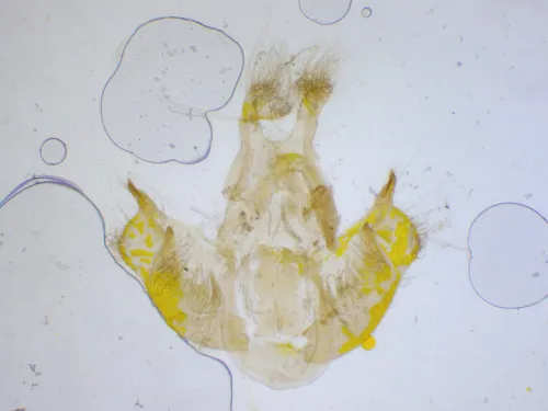 Depressaria chaerophylli - photo 2