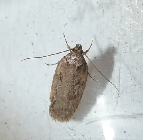 Depressaria chaerophylli - photo 3