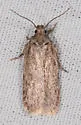Depressaria cinereocostella - Hodges#0921