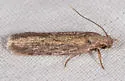 Depressaria cinereocostella - Hodges#0921 - photo 2