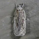 Depressaria cinereocostella - Hodges#0921 - photo 3
