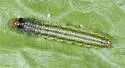 Depressaria cinereocostella - Hodges#0921 - photo 4