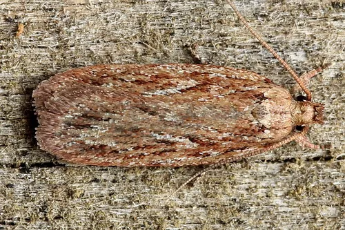 Dingy Flat-body