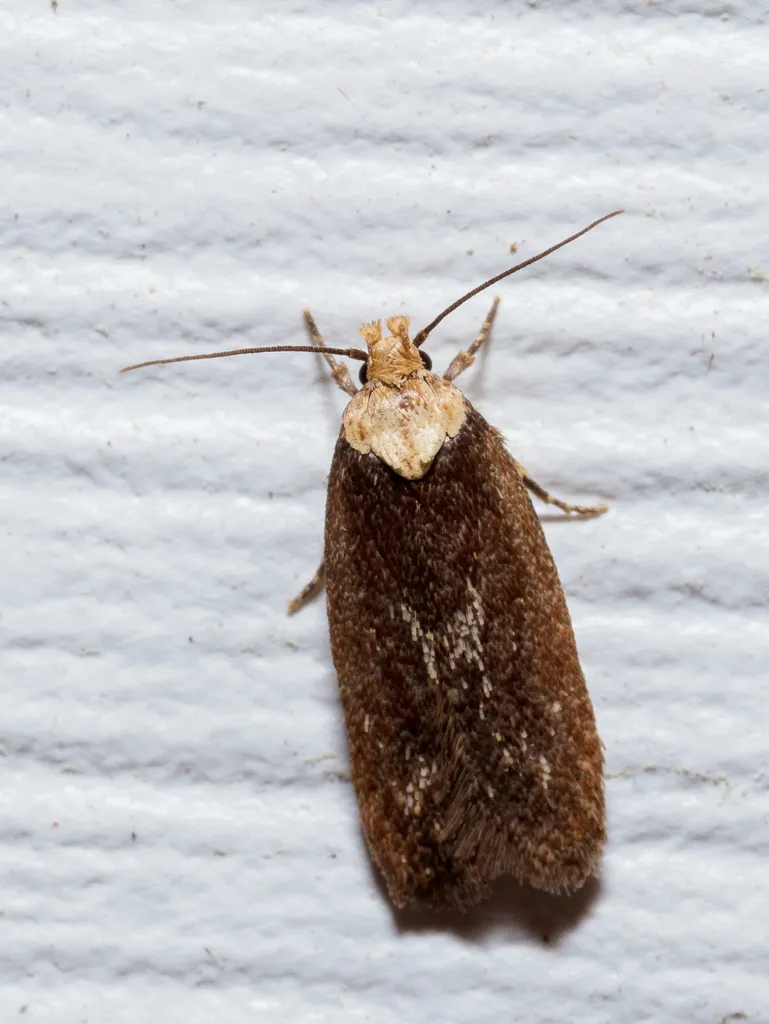 Purple Carrot-seed Moth - photo 2