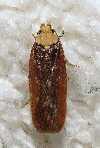 Purple Carrot-seed Moth - photo 5