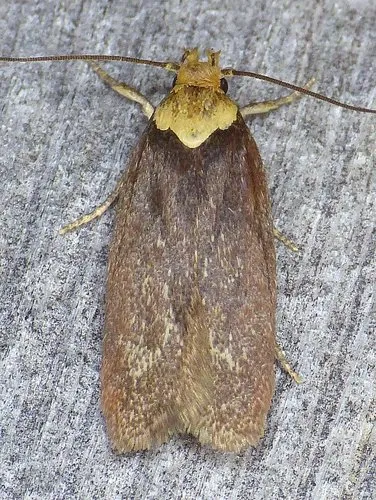 Purple Carrot-seed Moth - photo 8