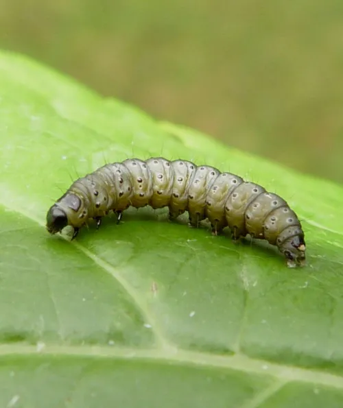 Depressaria pimpinellae - photo 2