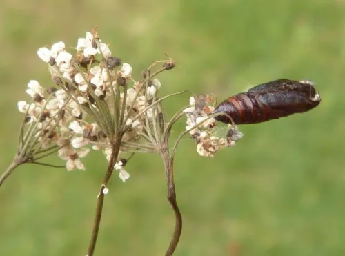 Depressaria pimpinellae - photo 3