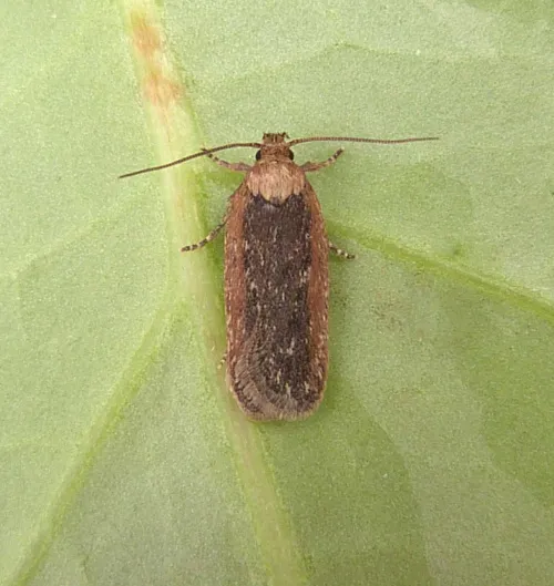 Depressaria pimpinellae - photo 4