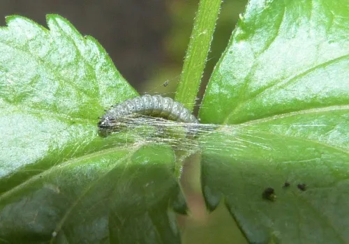 Depressaria pimpinellae - photo 6