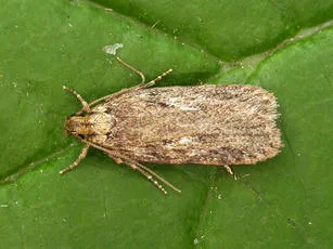 Depressaria ultimella