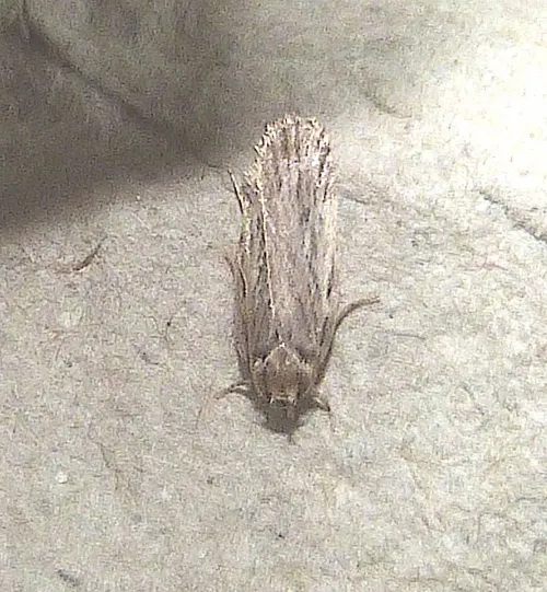 Depressaria ultimella - photo 2