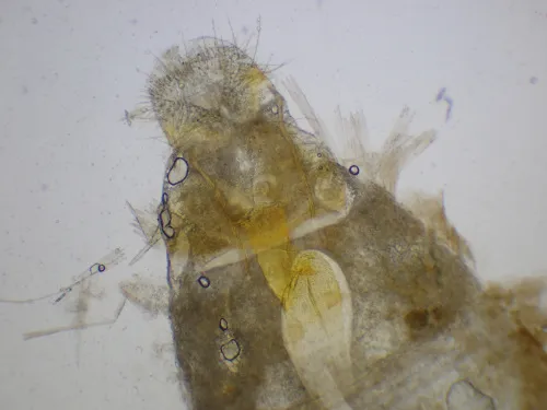 Depressaria ultimella - photo 3